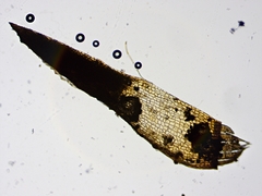 Leptobryum pyriforme