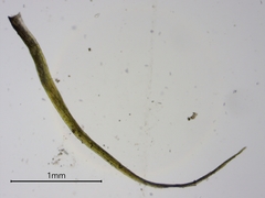 Leptobryum pyriforme