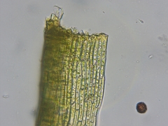 Leptobryum pyriforme