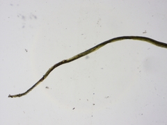 Leptobryum pyriforme