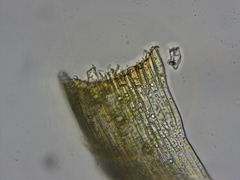 Leptobryum pyriforme
