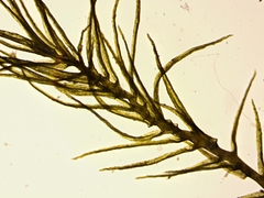 Leptobryum pyriforme