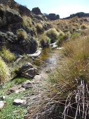 Poa stuckertii