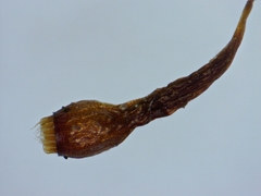 Leptobryum pyriforme