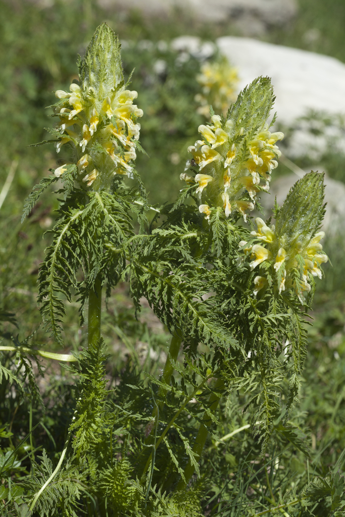 Pedicularis condensata