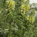 Pedicularis condensata - Photo (c) Svetlana Nesterova,  זכויות יוצרים חלקיות (CC BY-NC)