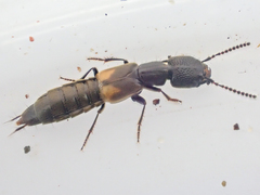 Cafius lithocharinus