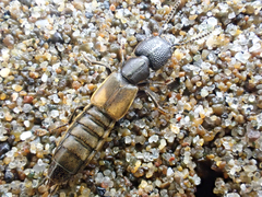 Cafius lithocharinus