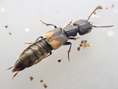 Cafius lithocharinus