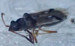 Pseudopachybrachius vinctus