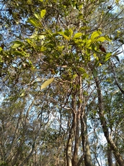 Actinodaphne