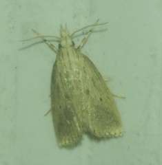 Diatraea