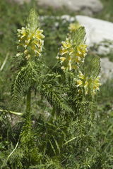 Pedicularis condensata