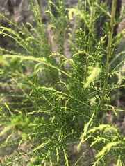 Cassinia arcuata