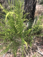 Cassinia arcuata