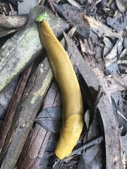Ariolimax brachyphallus