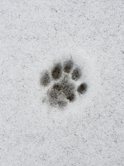 Bassariscus