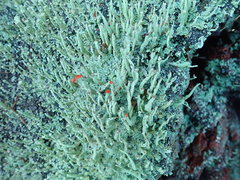 Cladonia transcendens