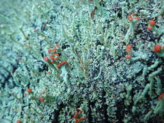 Cladonia transcendens