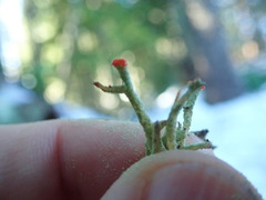 Cladonia transcendens