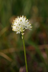 Triantha occidentalis occidentalis