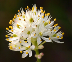 Triantha occidentalis occidentalis