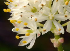 Triantha occidentalis occidentalis