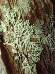 Parmeliopsis hyperopta