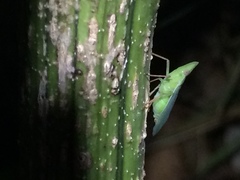 Rhynchomitra recurva