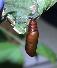 Hypena scabra