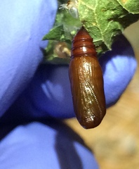 Hypena scabra