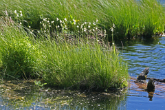 Triantha occidentalis occidentalis