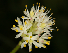 Triantha occidentalis occidentalis