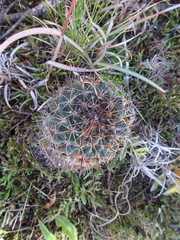 Coryphantha clavata clavata