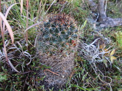 Coryphantha clavata clavata