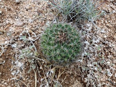 Coryphantha clavata clavata