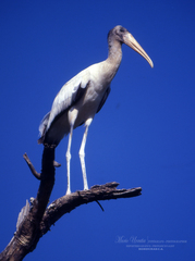 Mycteria americana