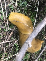 Ariolimax brachyphallus