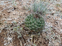 Coryphantha clavata clavata
