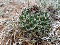 Coryphantha clavata clavata