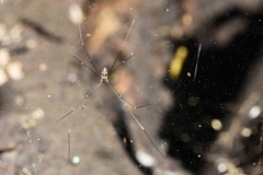 Mesabolivar uruguayensis