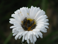 Helophilus montanus