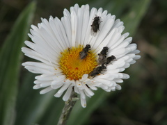 Helophilus montanus