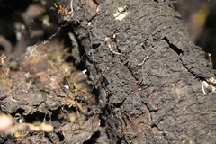 Mesabolivar uruguayensis