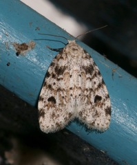 Clemensia ochreata