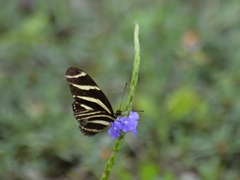 Heliconius charithonia