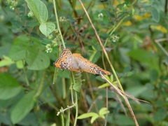 Anartia jatrophae