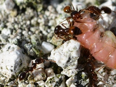 Solenopsis geminata