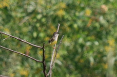 Prinia flaviventris