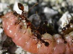 Solenopsis geminata